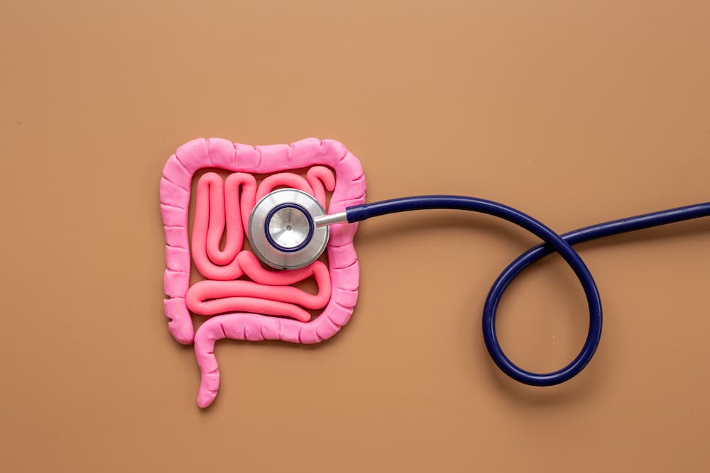 A pink and red clay model of the human digestive system lying on a tan background, with a medical stethoscope placed over the small intestines.